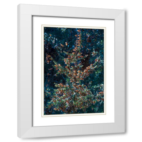 A monarch butterfly Christmas Tree-El Rosario Reserve-Mexico White Modern Wood Framed Art Print with Double Matting by Garber, Howie