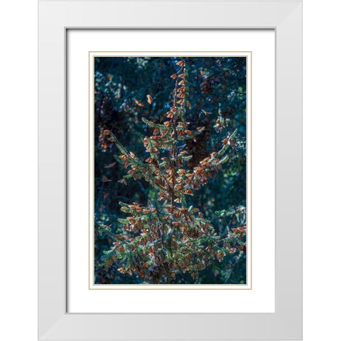 A monarch butterfly Christmas Tree-El Rosario Reserve-Mexico White Modern Wood Framed Art Print with Double Matting by Garber, Howie