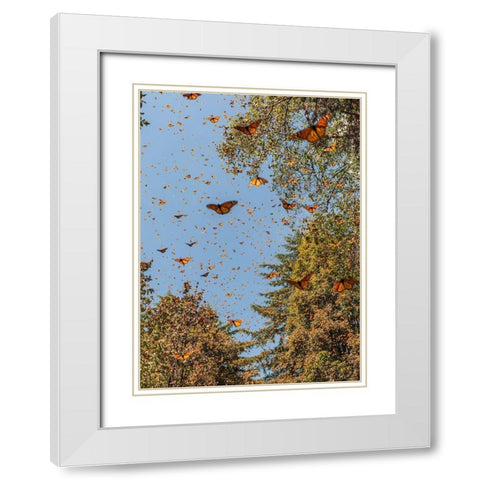 Masses of monarch butterflies in Flight-Cerro Pelon monarch butterfly reserve-Michoacan-Mexico White Modern Wood Framed Art Print with Double Matting by Garber, Howie