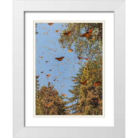 Masses of monarch butterflies in Flight-Cerro Pelon monarch butterfly reserve-Michoacan-Mexico White Modern Wood Framed Art Print with Double Matting by Garber, Howie