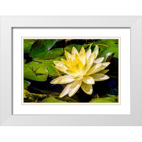 Water lily Puerto Vallarta Botanical Garden-Puerto Vallarta-Jalisco-Mexico White Modern Wood Framed Art Print with Double Matting by DeFreitas, Michael