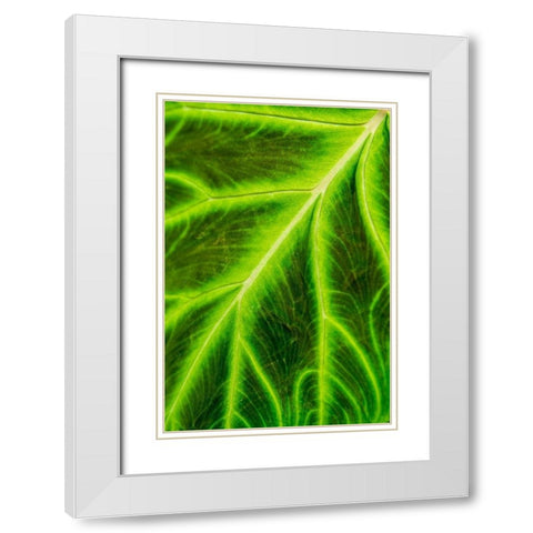 Leaf veins Puerto Vallarta Botanical Garden-Puerto Vallarta-Jalisco-Mexico White Modern Wood Framed Art Print with Double Matting by DeFreitas, Michael