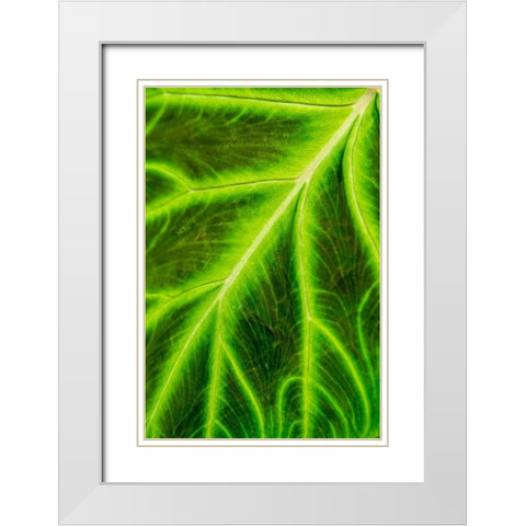 Leaf veins Puerto Vallarta Botanical Garden-Puerto Vallarta-Jalisco-Mexico White Modern Wood Framed Art Print with Double Matting by DeFreitas, Michael