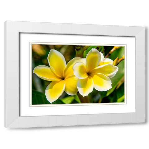 Puerto Vallarta Botanical Garden-Puerto Vallarta-Jalisco-Mexico White Modern Wood Framed Art Print with Double Matting by DeFreitas, Michael