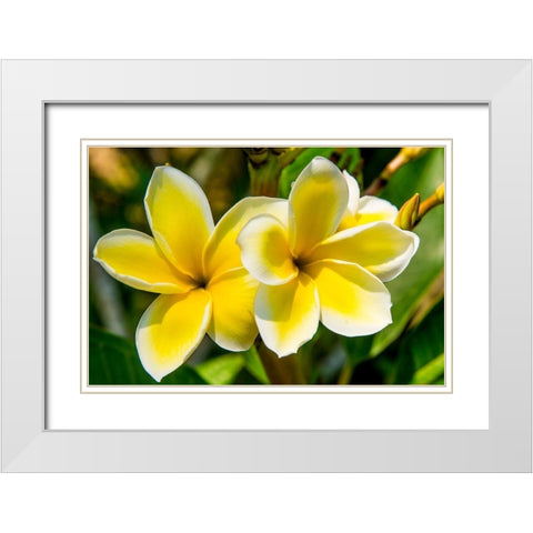 Puerto Vallarta Botanical Garden-Puerto Vallarta-Jalisco-Mexico White Modern Wood Framed Art Print with Double Matting by DeFreitas, Michael