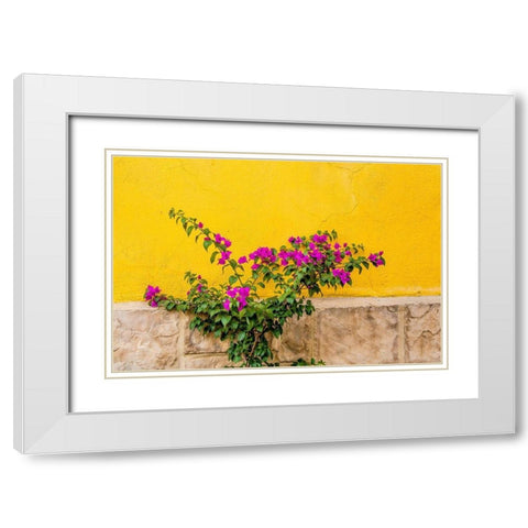 Plant against wall in Tlaquepaque-near Guadalajara-Jalisco-Mexico White Modern Wood Framed Art Print with Double Matting by DeFreitas, Michael
