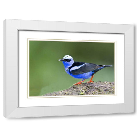 Panama Red-legged honeycreeper on boulder White Modern Wood Framed Art Print with Double Matting by Williams, Joanne