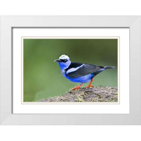 Panama Red-legged honeycreeper on boulder White Modern Wood Framed Art Print with Double Matting by Williams, Joanne