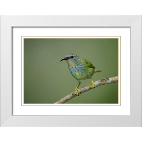 Panama, Gamboa Rainforest Shining honeycreeper White Modern Wood Framed Art Print with Double Matting by Morris, Arthur