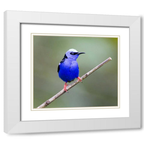 Panama, Red-legged honeycreeper bird on limb White Modern Wood Framed Art Print with Double Matting by Williams, Joanne
