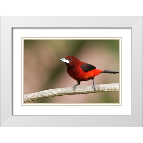 Panama Canal Zone Crimson-backed tanager on limb White Modern Wood Framed Art Print with Double Matting by Williams, Joanne