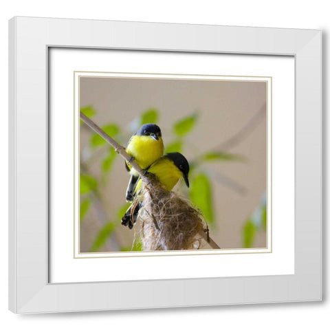 Panama Pair of golden-collared manikin birds White Modern Wood Framed Art Print with Double Matting by Williams, Joanne
