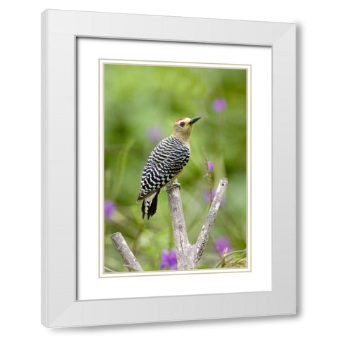 Panama Red-crowned woodpecker on branch stump White Modern Wood Framed Art Print with Double Matting by Williams, Joanne