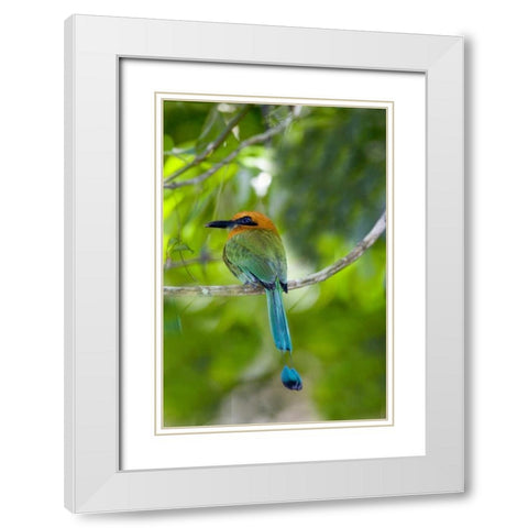 Panama, Panama Canal Zone Rufous mot mot on limb White Modern Wood Framed Art Print with Double Matting by Williams, Joanne