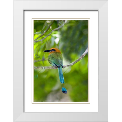 Panama, Panama Canal Zone Rufous mot mot on limb White Modern Wood Framed Art Print with Double Matting by Williams, Joanne
