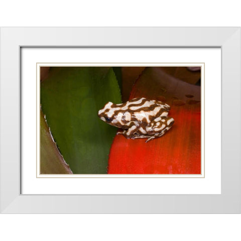 Panama A variety of poison dart frog on red leaf White Modern Wood Framed Art Print with Double Matting by Zuckerman, Jim