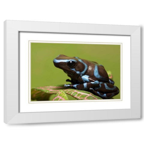 South America, Panama Blue and black dart frog White Modern Wood Framed Art Print with Double Matting by Flaherty, Dennis