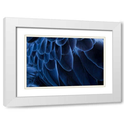 Pattern in feathers of Southern screamer or Crested screamer-native to Peru-Bolivia-Paraguay White Modern Wood Framed Art Print with Double Matting by Jones, Adam