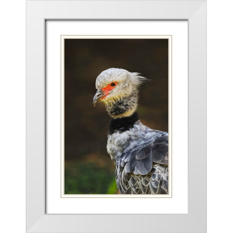 Southern screamer or Crested screamer-native to Peru-Bolivia-Paraguay White Modern Wood Framed Art Print with Double Matting by Jones, Adam
