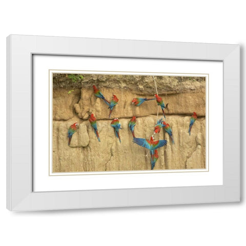 Peru, Amazon, Red and green macaws eating clay White Modern Wood Framed Art Print with Double Matting by Kirkland, Dennis