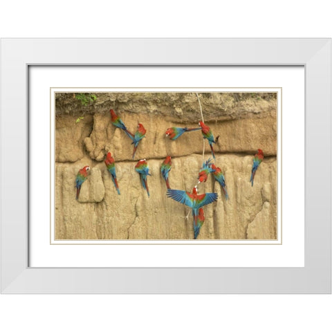 Peru, Amazon, Red and green macaws eating clay White Modern Wood Framed Art Print with Double Matting by Kirkland, Dennis