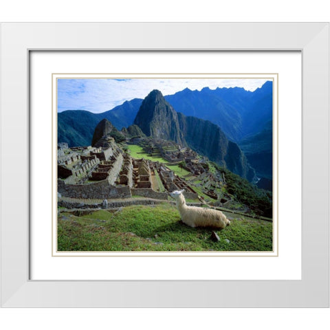 Peru A llama on a hill overlooking Machu Picchu White Modern Wood Framed Art Print with Double Matting by Zuckerman, Jim
