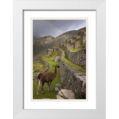 Llama with rainbow overhead, Machu Picchu, Peru White Modern Wood Framed Art Print with Double Matting by Kaveney, Wendy