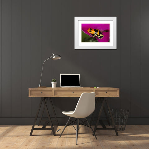 South America, Peru Intermedius imitator frog White Modern Wood Framed Art Print with Double Matting by Flaherty, Dennis