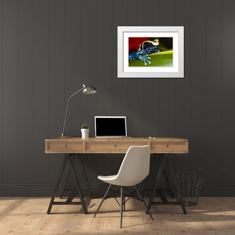Republic of Surinam Poison dart frog on leaf White Modern Wood Framed Art Print with Double Matting by Zuckerman, Jim