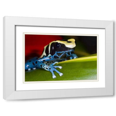 Republic of Surinam Poison dart frog on leaf White Modern Wood Framed Art Print with Double Matting by Zuckerman, Jim