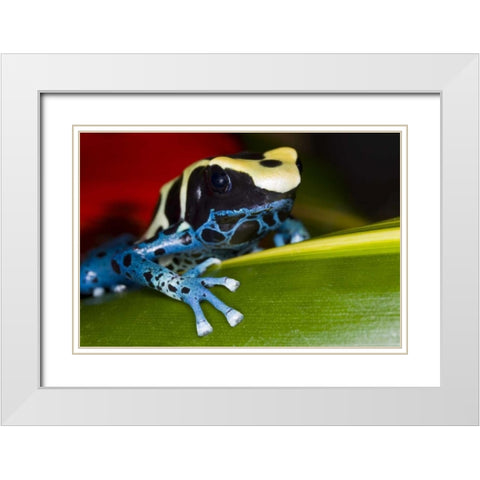 Republic of Surinam Poison dart frog on leaf White Modern Wood Framed Art Print with Double Matting by Zuckerman, Jim