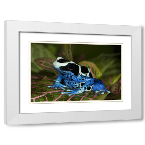 South America, Surinam Patricia poison dart frog White Modern Wood Framed Art Print with Double Matting by Flaherty, Dennis