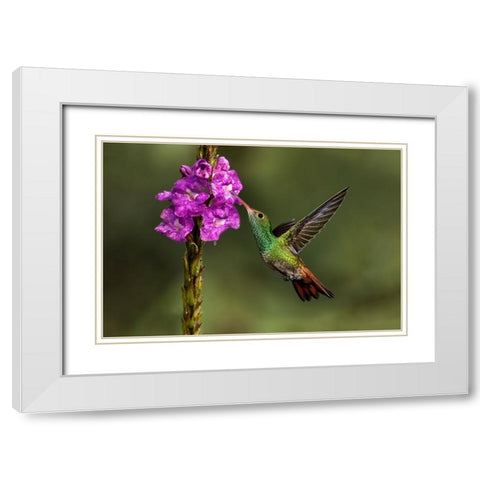 Rufous tailed hummingbird-Costa Rica White Modern Wood Framed Art Print with Double Matting by Jones, Adam
