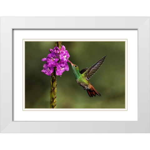 Rufous tailed hummingbird-Costa Rica White Modern Wood Framed Art Print with Double Matting by Jones, Adam