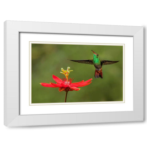 Rufous tailed hummingbird-Costa Rica White Modern Wood Framed Art Print with Double Matting by Jones, Adam