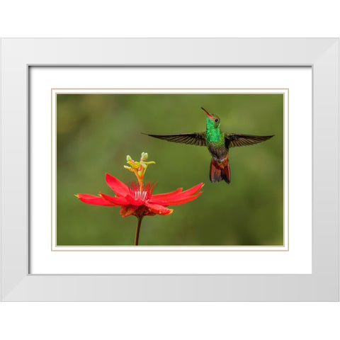 Rufous tailed hummingbird-Costa Rica White Modern Wood Framed Art Print with Double Matting by Jones, Adam