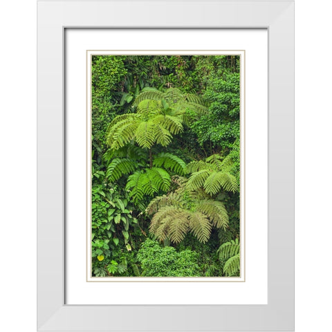 Cloud forest trees and vegetation in the mountains of Bajos del Toro Amarillo-Sarchi-Costa Rica White Modern Wood Framed Art Print with Double Matting by Jones, Adam