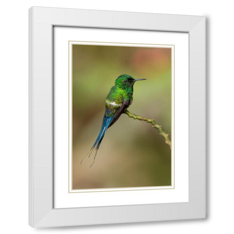 Green Thorntail hummingbird perched on plant-Costa Rica White Modern Wood Framed Art Print with Double Matting by Jones, Adam