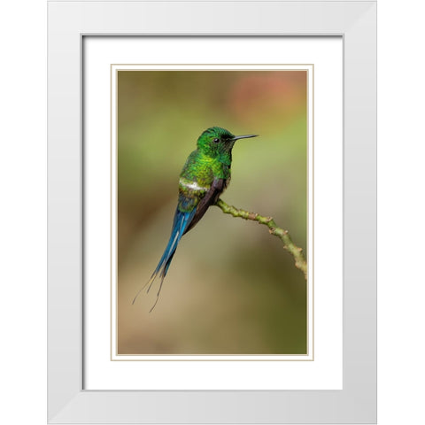 Green Thorntail hummingbird perched on plant-Costa Rica White Modern Wood Framed Art Print with Double Matting by Jones, Adam