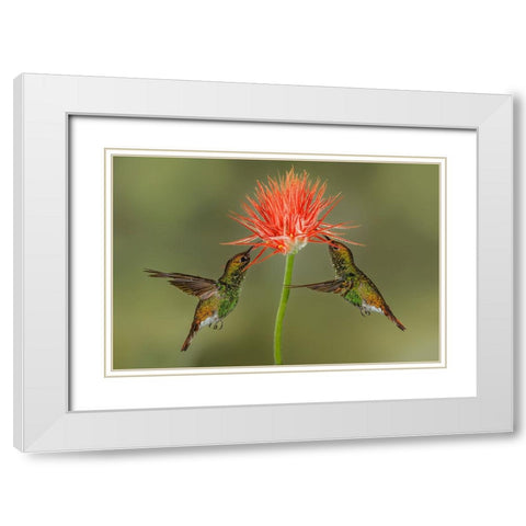 Pair of Coppery Headed Emerald hummingbirds feeding on flower-Costa Rica White Modern Wood Framed Art Print with Double Matting by Jones, Adam