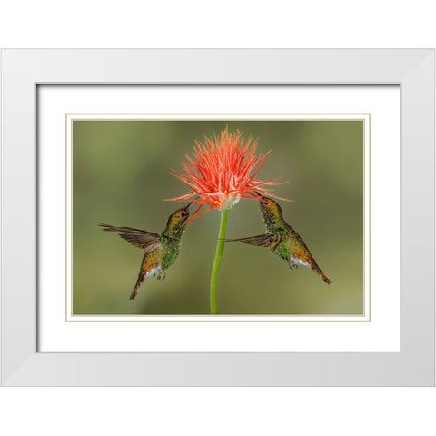 Pair of Coppery Headed Emerald hummingbirds feeding on flower-Costa Rica White Modern Wood Framed Art Print with Double Matting by Jones, Adam
