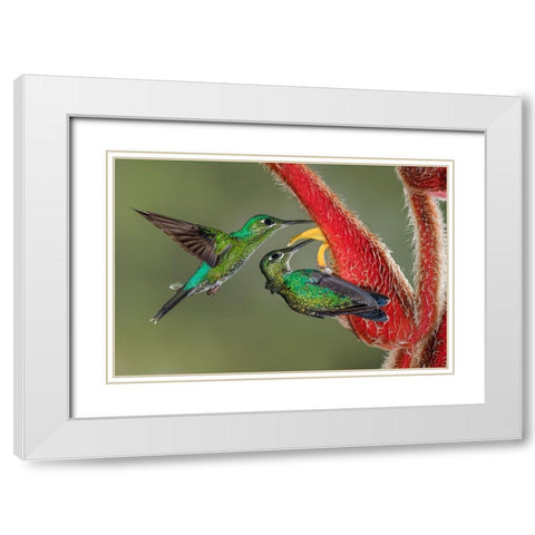 Green Crowned Brilliant hummingbird-Costa Rica White Modern Wood Framed Art Print with Double Matting by Jones, Adam