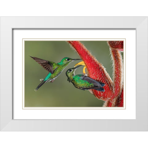 Green Crowned Brilliant hummingbird-Costa Rica White Modern Wood Framed Art Print with Double Matting by Jones, Adam