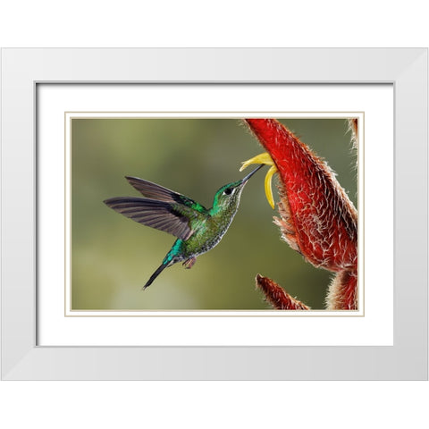 Green Crowned Brilliant hummingbird-Costa Rica White Modern Wood Framed Art Print with Double Matting by Jones, Adam