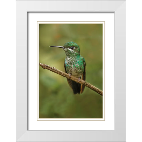 Green Crowned Brilliant hummingbird-Costa Rica White Modern Wood Framed Art Print with Double Matting by Jones, Adam