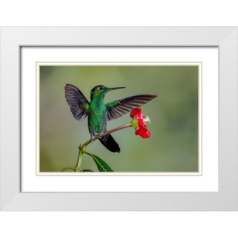 Green Crowned Brilliant hummingbird-Costa Rica White Modern Wood Framed Art Print with Double Matting by Jones, Adam