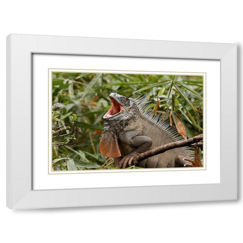 Green Iguana-Costa Rica White Modern Wood Framed Art Print with Double Matting by Jones, Adam