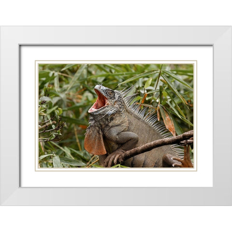 Green Iguana-Costa Rica White Modern Wood Framed Art Print with Double Matting by Jones, Adam