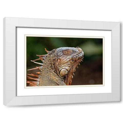Green Iguana-Costa Rica White Modern Wood Framed Art Print with Double Matting by Jones, Adam