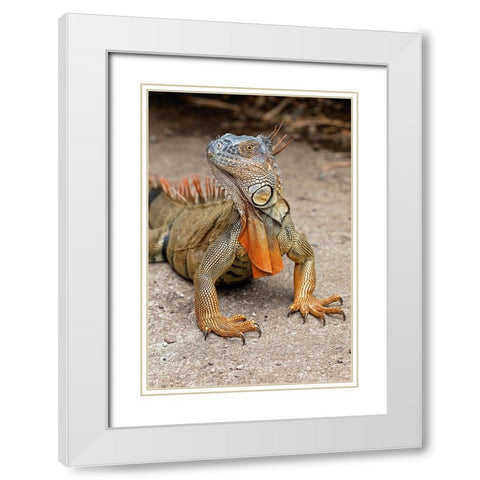Green Iguana-Costa Rica White Modern Wood Framed Art Print with Double Matting by Jones, Adam